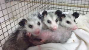 I was sure going to miss the opossums!  They are one of those animals that is so ugly it's cute.