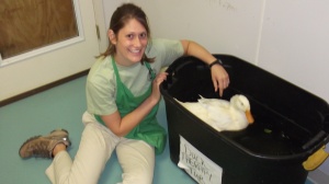 Avians of all shapes, sizes and species could find a safe haven at WRR.  Many parts of the sanctuary, in fact, gave the feeling of being on a farm.  Those birds with injuries stayed in the clinic--with some lucky ones getting aquatic therapy like this duck pictured here.