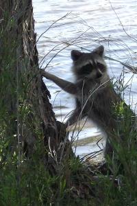 A juvenile raccoon takes in his new surroundings upon release by a nearby lake.  As protocol, animals were always released close to a water source.