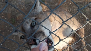 One of Old Red's lady friends feasts on a piece of meat.  Most of the mountain lions at WRR are retired from zoos.