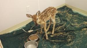 Orphaned fawns who are also ill first recover in the clinic.  White tail and axis fawns look almost identical, except axis fawns have a stripe of darker fur running along their spine.  Both have prominent white spots.