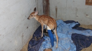 No matter their age, deer are skittish creatures, so tasks like fixing a broken leg need to be done with extreme quiet and caution. 
