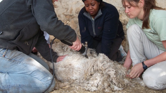 Sheep shearing is a team effort.  To minimize stress on the animal, it is important to shear quickly, but with thin skin, going too fast can draw blood from the smallest nick.