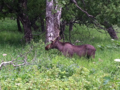 Moose calf, aka my new best friend.