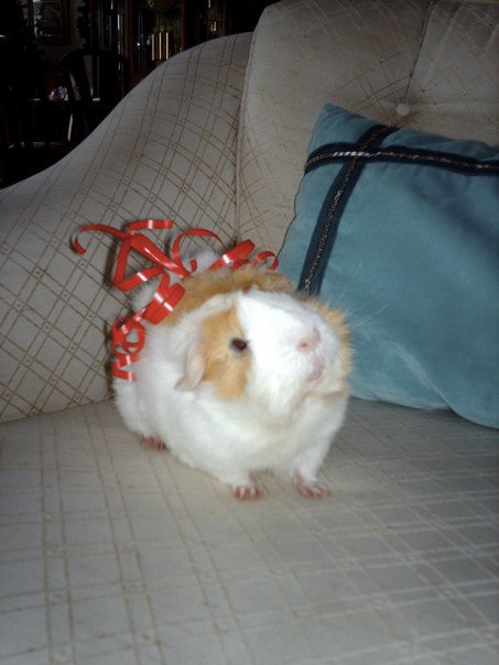Gus the guinea pig with a Christmas bow
