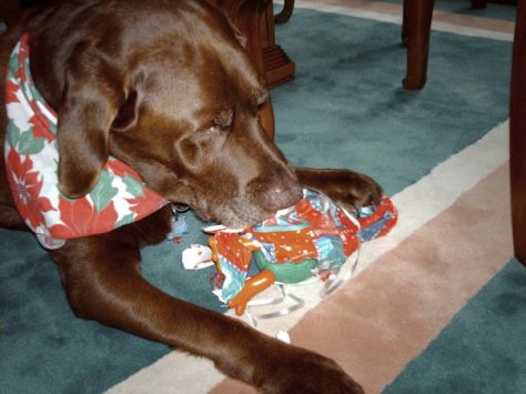 Louie the dog opening his Christmas present