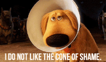 Dogs & the “Cone of Shame” | Stacey Venzel